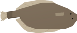 Flounder