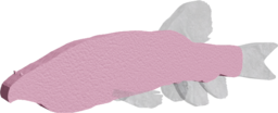 Garra Typhlops