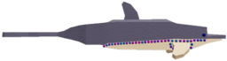 Gem Dolphin