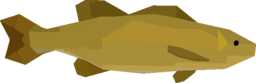 Golden Smallmouth Bass