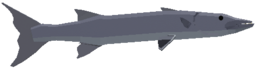 Great Barracuda