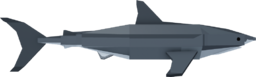 Great White Shark
