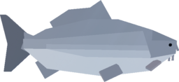 Grey Carp