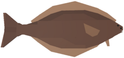 Halibut