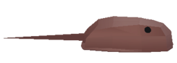 Horseshoe Crab