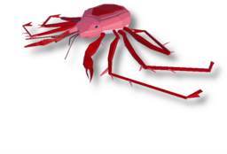 Lithodes Megacantha