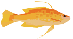 Longtail Bass