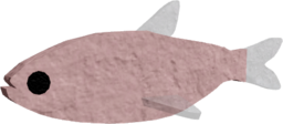 Mexican Tetra