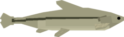 Minnow