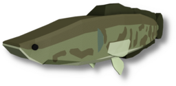 Northern Snakehead