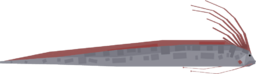 Oarfish