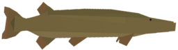 Pike