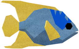 Queen Angelfish