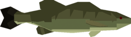 Redeye Bass
