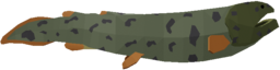 Rhizodus