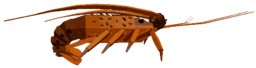 Roslit Ray Lobster