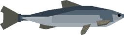 Sardine