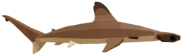 Scalloped Hammerhead