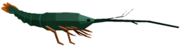 Scalloped Spiny Lobster
