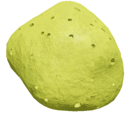 Sea Sponge
