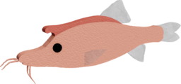 Sinocyclocheilus