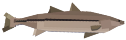 Snook