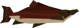 Sockeye Salmon