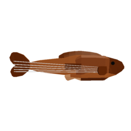 Stringed Grouper