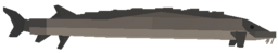 Sturgeon
