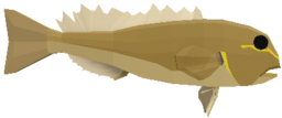 Tilefish
