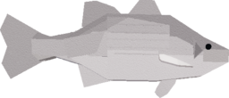 White Bass