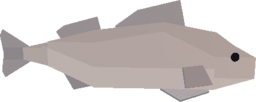White Perch