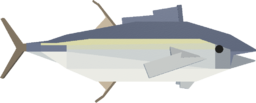 Yellowfin Tuna