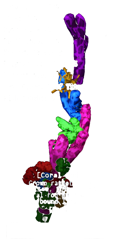 Coral Rod