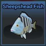 Sheepshead Fish