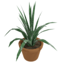 Aloe Vera Plant