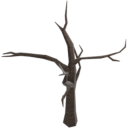 Bare Tree