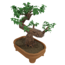 Bonsai Tree