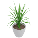 Grass Plant