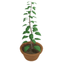 Growing Plant