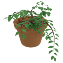Hanging Plant