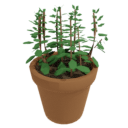 Jade Plant