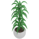 Round Leaf Plant