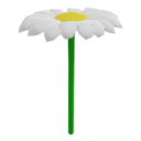 Single Daisy