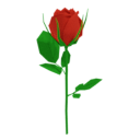 Single Rose