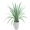 Spiky Plant