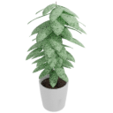 Tropical Plant