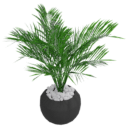 Zen Plant