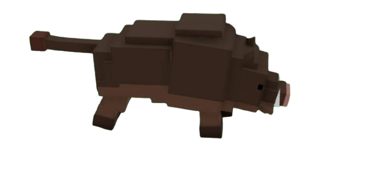 Boar