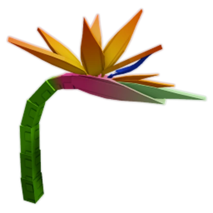 Birds of Paradise